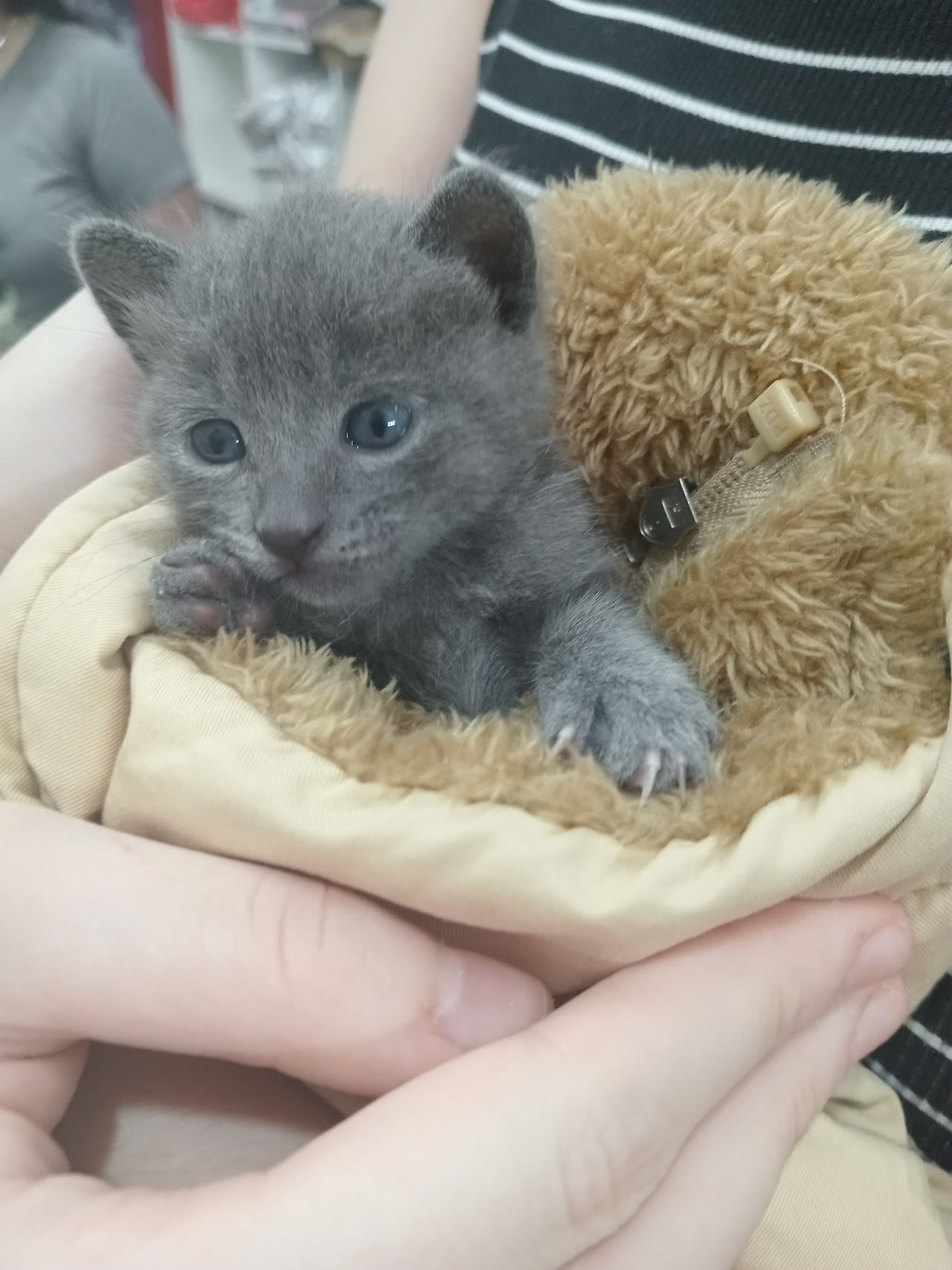 Veterinaria Ishi - atención a mascota